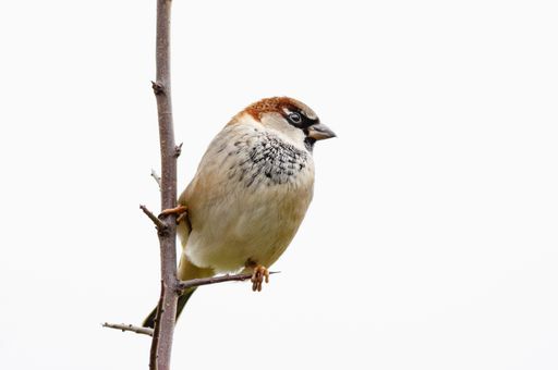 A closeup shot of a brown house sparrow perching on a tree branch isolated on a white background