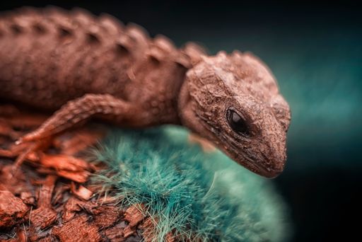 A macro of a brown wild lizard on a blurry background