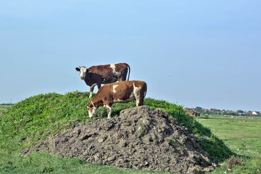A closeup of Cows grazing on a small hill