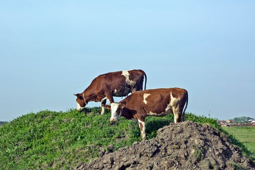 A closeup of Cows grazing on a small hill