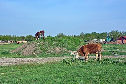 A closeup of Cows grazing on a small hill