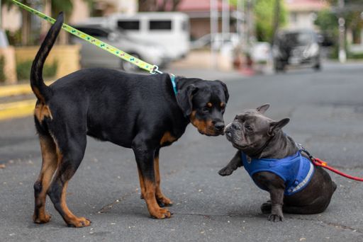 A closeup of a Rottweiler meeting French Bulldog
