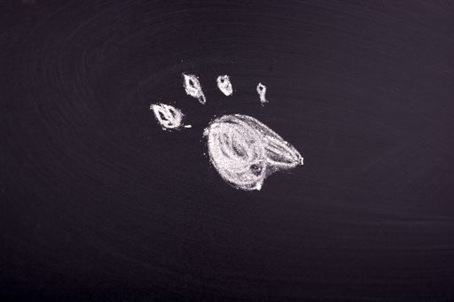 A closeup of a small dog paw drawn with chalk on a blackboard