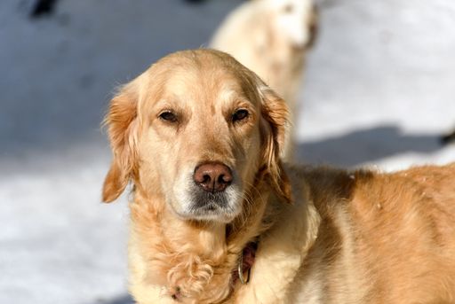 A close-up shot of a beautiful golden retriever dog standing on snow on a sunny winter day