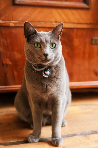 A closeup shot of a russian blue cat sitting on a wooden floor inside the house