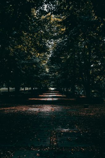 A beautiful view of a dark park