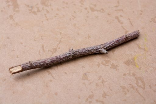 A closeup shot of a single dry tree branch on the ground