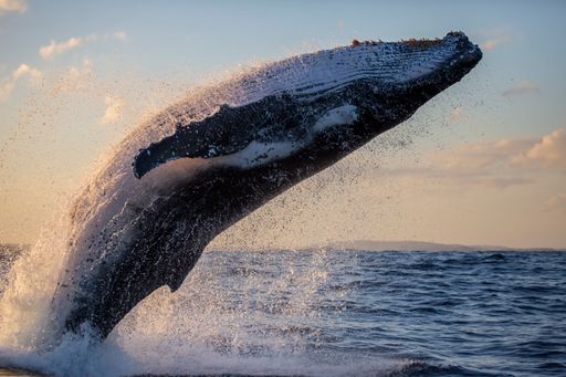A humpback whale breaches close to whale watching vessel during golden hour, Sydney, Australia