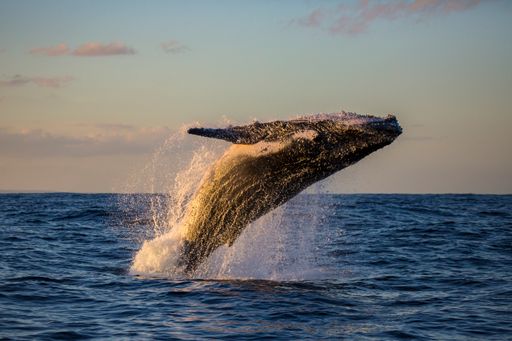 A humpback whale breach off the northern beaches of Sydney, Australia