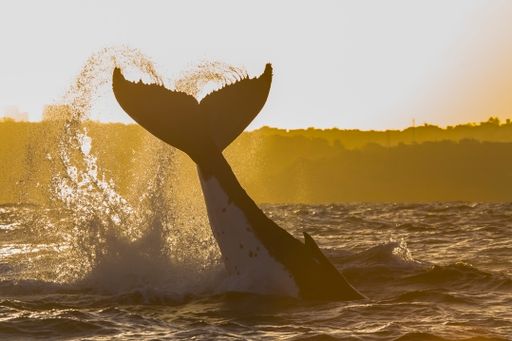 A humpback whale silhouette tail slap forming a heart shaped water trail at sunset, Sydney, Australia