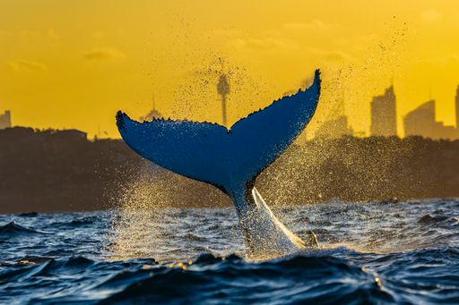 Humpback whale tail with Sydney Skyline in the background at sunset, Sydney, Australia