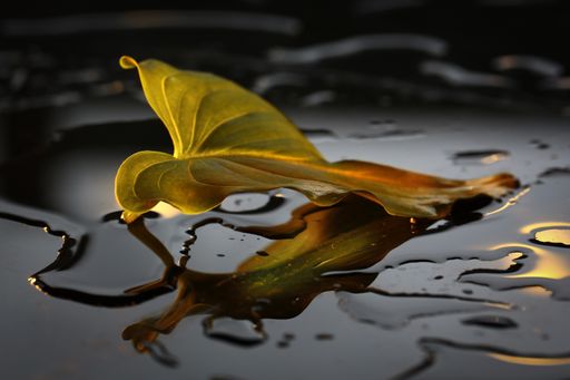 a close up shot of a autumn leaf on a black surface
