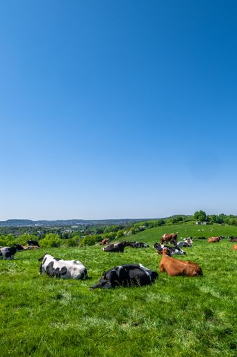 A herd of cows grazing on the pasture during daytime