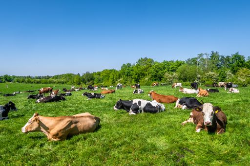 A herd of cows grazing on the pasture during daytime