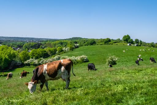 A herd of cows grazing on the pasture during daytime