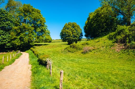 A pathway in a green agricultural field with a lot of beautiful trees during daytime