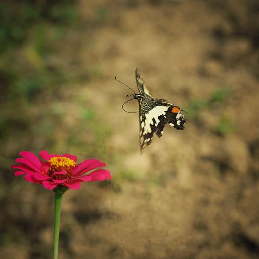 A shallow focus shot of a butterfly approaching a dark pink flower