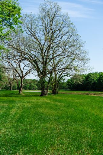 A vertical shot of trees in the green garden