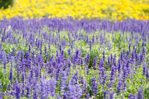 A selective focus shot of purple lavender field