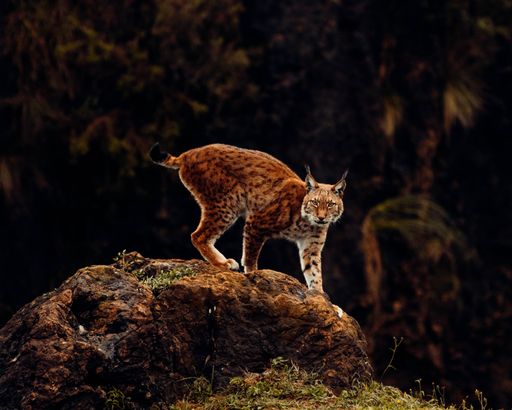 A beautiful view of a Eurasian lynx cat standing on a rock with dark forest background