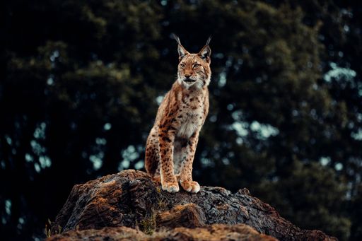 A beautiful view of a Eurasian lynx cat standing on a rock with dark forest background