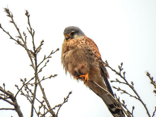 A low angle shot of a bird on a branch of a tree with the clear skies in the background