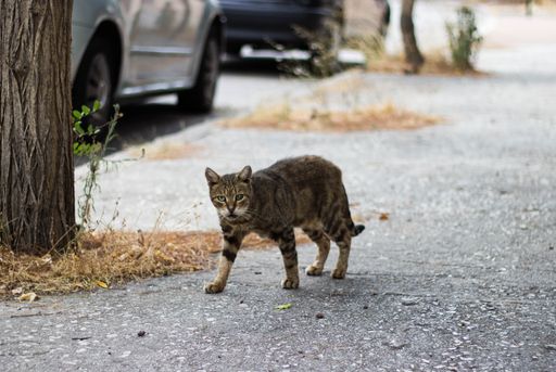A beautiful view of a Tabby cat walking on the street next to a tree outdoors