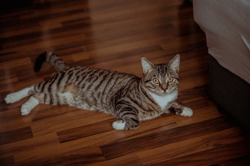 A shallow focus of an adorable Tabby cat sleeping on a brown wooden ground