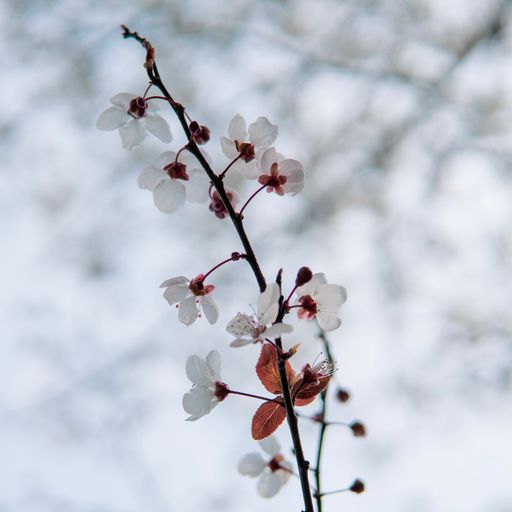 A selective focus shot of a branch with cherry blossoms