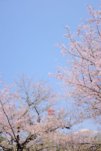 A vertical low angle shot of pink blossom branches
