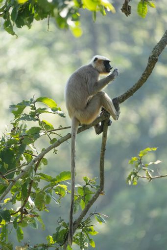 A funny monkey sitting on a tree branch on a sunny day