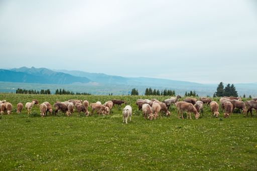 A beautiful shot of a herd of sheep on grass land in Xinjiang, China