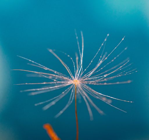 A macro shot of a dandelion isolated on blue background