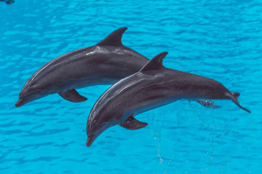 A closeup shot of two dolphins jumping on the ocean in Spain