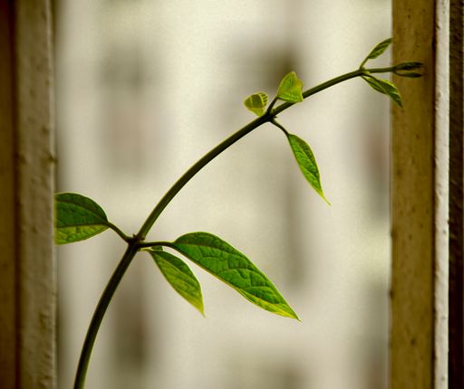 A shallow focus shot of new green leaves germinates from the trunk with blurred background