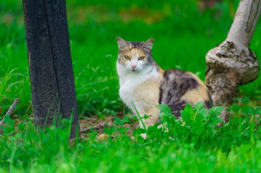 A closeup shot of a colorful cat staring at the camera while sitting on the grass