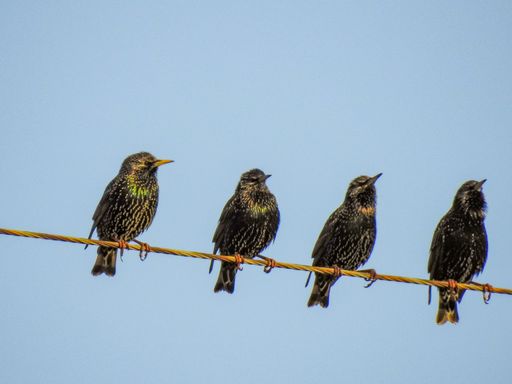 The four spotted Common starling birds perching on the wire against the blue sky