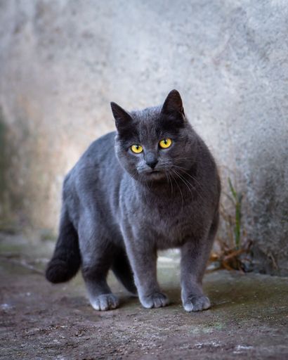 An adorable yellow eyed fluffy gray stray animal on the street
