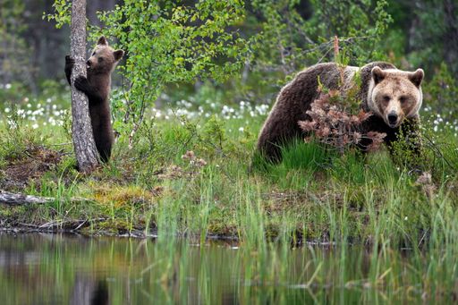 A male brown Grizzly bear and a baby climbing a tree in the forest near water ground in Finland