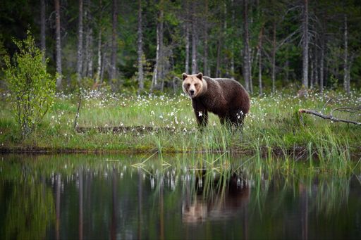 A big brown bear looking at the camera from the other side of a lake in a fores