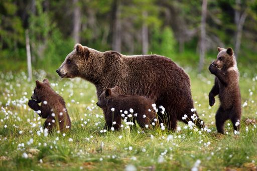 A closeup of a grizzly bear on wildflowers with its babies in a forest in Finland