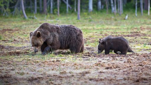A brown Grizzly bear and a baby bear on the grass ground and trees on a sunny day in Finland