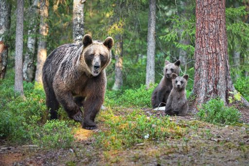 A green forest with grizzly bears and cubs in Finland during daylight