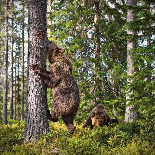 A closeup of a grizzly bear trying to climb up a tree in a forest in the daylight in Finland
