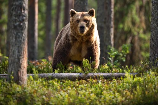 A brown Teddy bear looking straight at the camera in a forest in Finland
