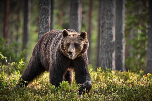 A green forest with grizzly bears in Finland during daylight