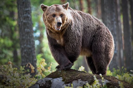 A closeup of a grizzly bear on a rock in a forest in Finland with a blurry background