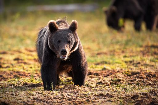A male brown Grizzly bear on the grass ground and trees on a sunny day in Finland