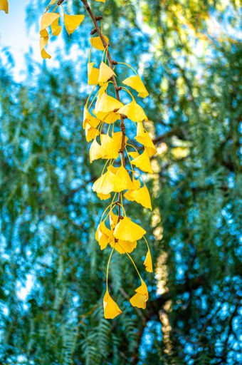 Ginkgo biloba leafs yelow in autumn, fall maidenhair tree