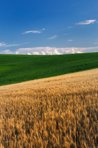 A vertical shot of a breathtaking field during the day